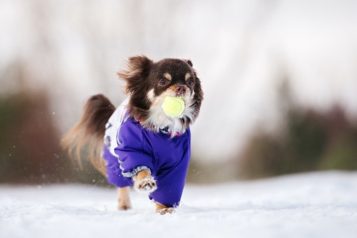 青い服を着て雪の上を歩くボールをくわえたチワワ