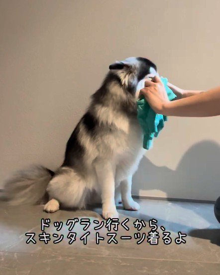 服を着せてみた