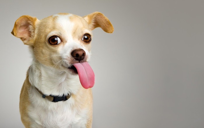 大きな舌を出している犬