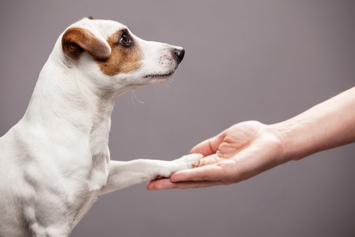 お手をする犬の横顔