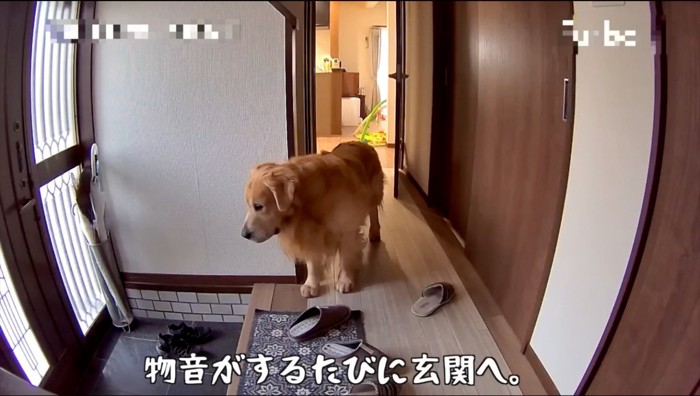 玄関にやってきた犬