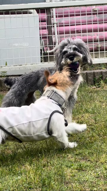 意地悪をする犬