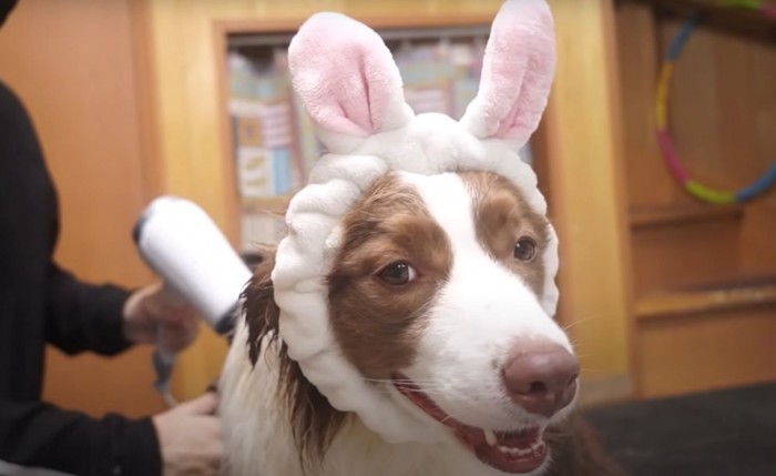 うさ耳ヘアバンドをつけた犬