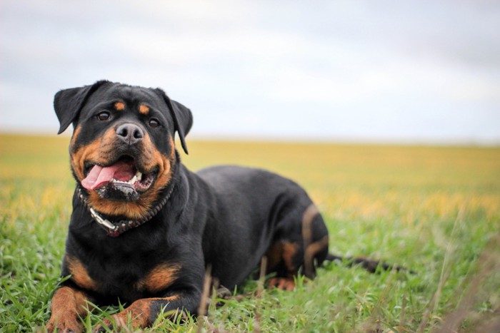 原っぱに伏せて周囲を見渡すロットワイラー