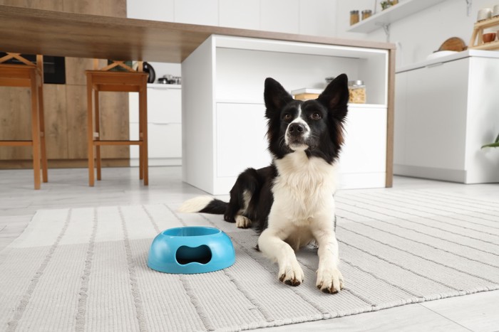 食器の隣で伏せてフードを待っている犬