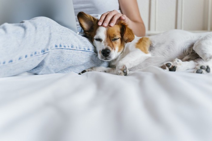 パソコンをする飼い主に寄り添う犬