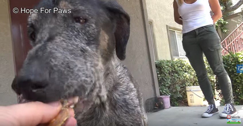 食べる犬の顔のアップ