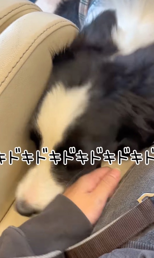 不安そうに顔を挟み込む犬