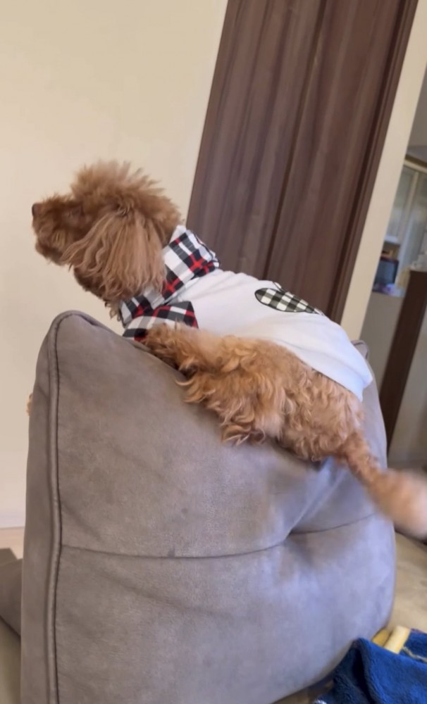 ソファの上に乗る犬