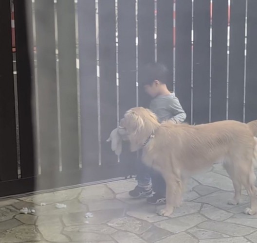 ぬいぐるみを持って男の子に寄り添う犬