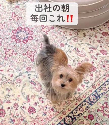 毎朝怒られている