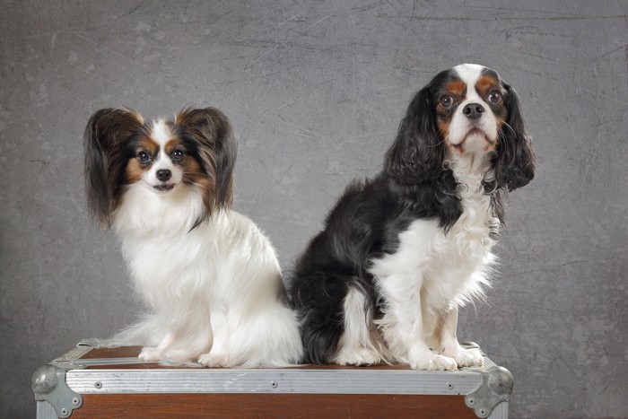 並んで座るキャバリアとパピヨン