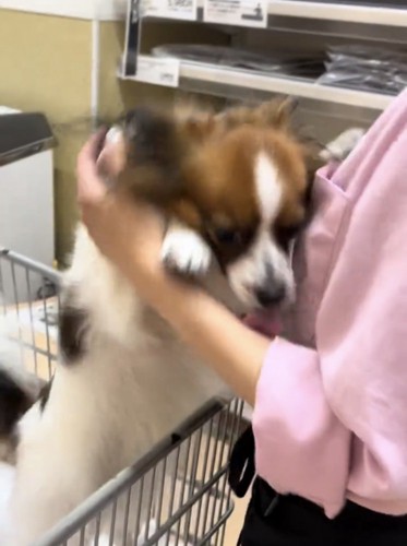 人に抱きつくように甘える犬
