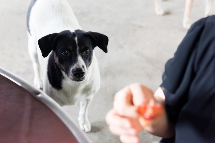 人の食事を見ている犬