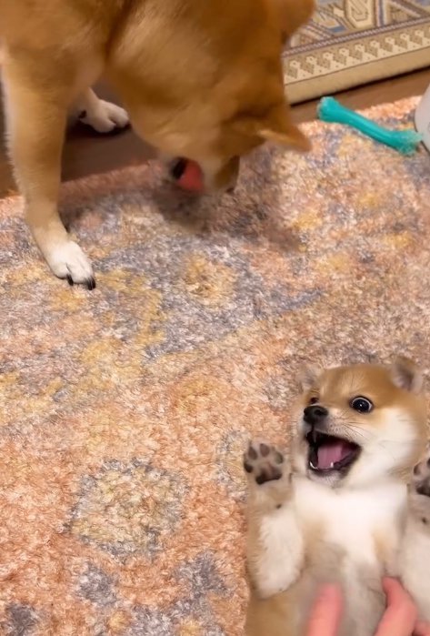 おもちゃを取られた赤ちゃん犬