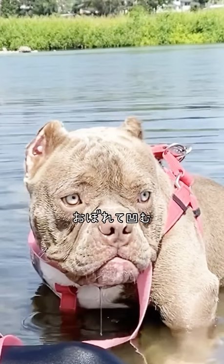 水が苦手な中型犬