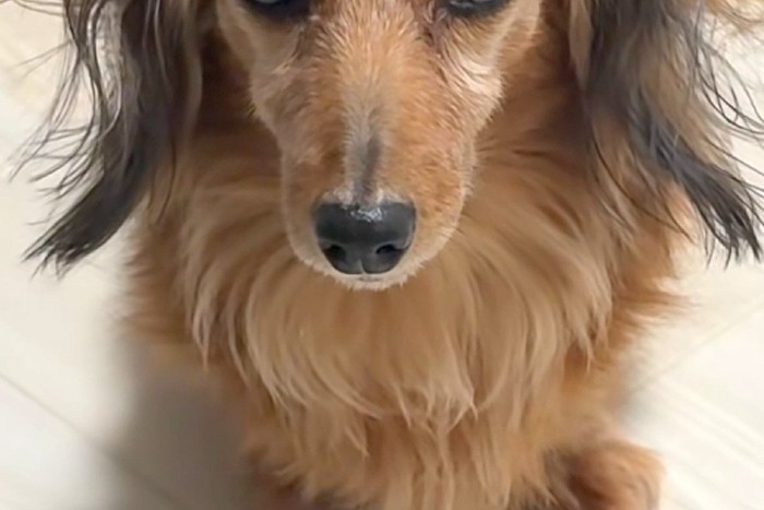 ミニチュアダックスフンドのティナちゃん