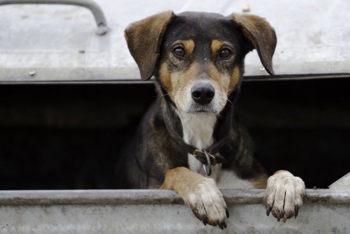 ゴミ箱から顔を出す犬