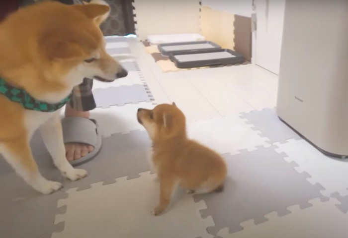 見つめ合う成犬と子犬