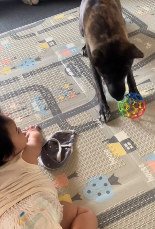 ボールをくわえる犬