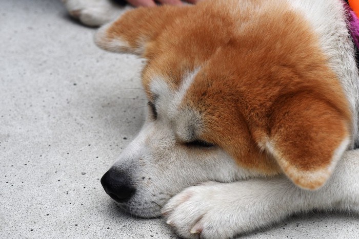 しょんぼりしている犬