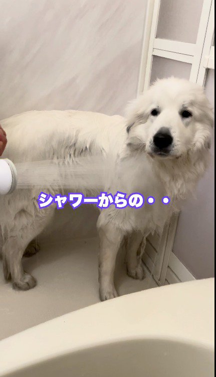 浴室で立ちすくむ犬