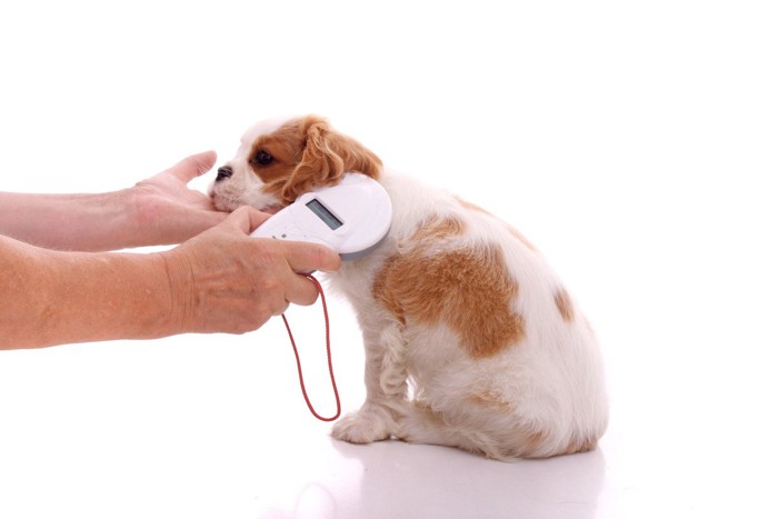 マイクロチップが入っている犬