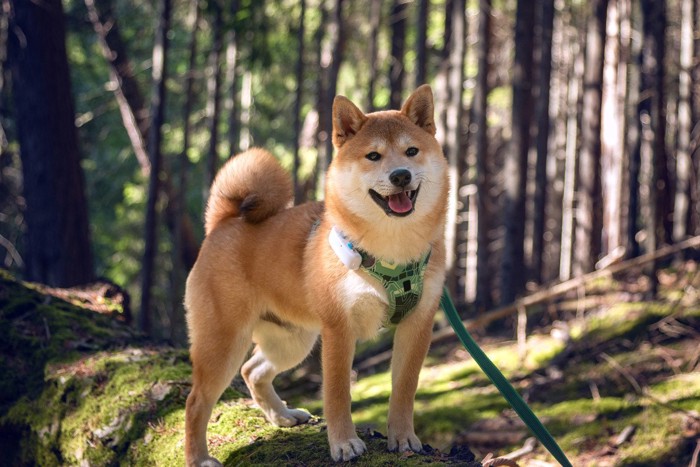 森の中の柴犬