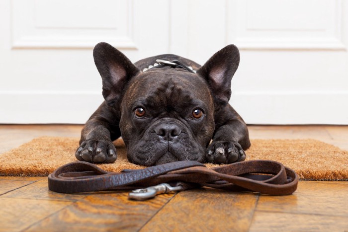 玄関で散歩にいきたそうな黒い犬