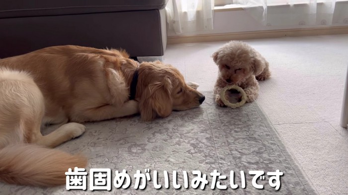 順番を待つぷりんちゃん