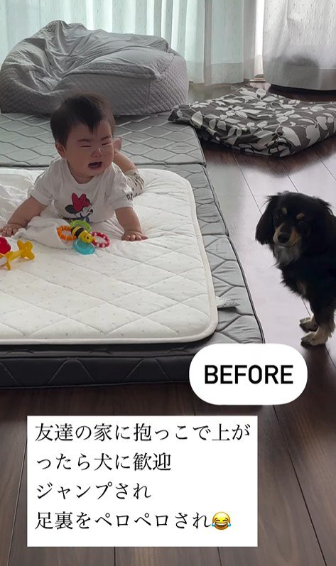 赤ちゃんとワンちゃんの初対面