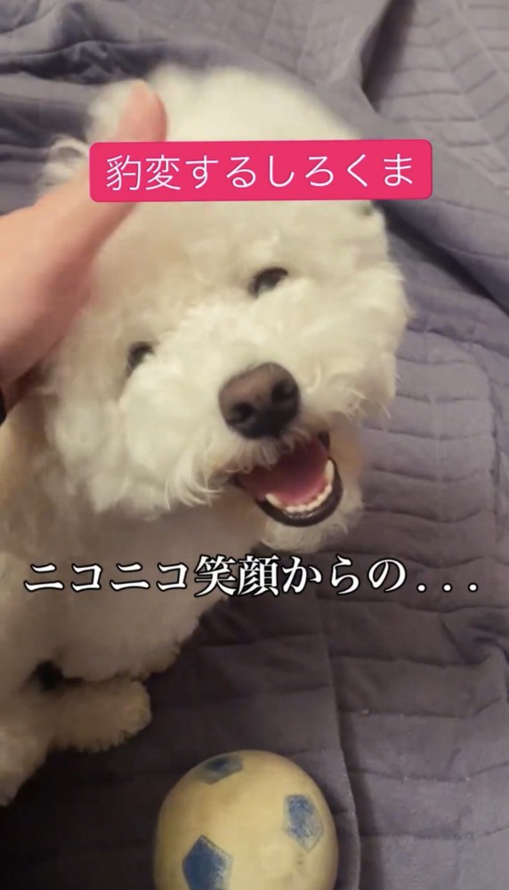 撫でられて笑う犬