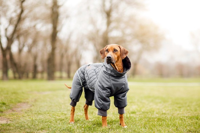 手足まであるジャケットを着た垂れ耳の犬