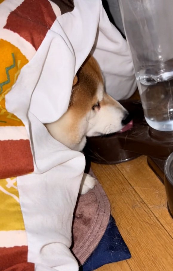 水を飲むまめ太くん