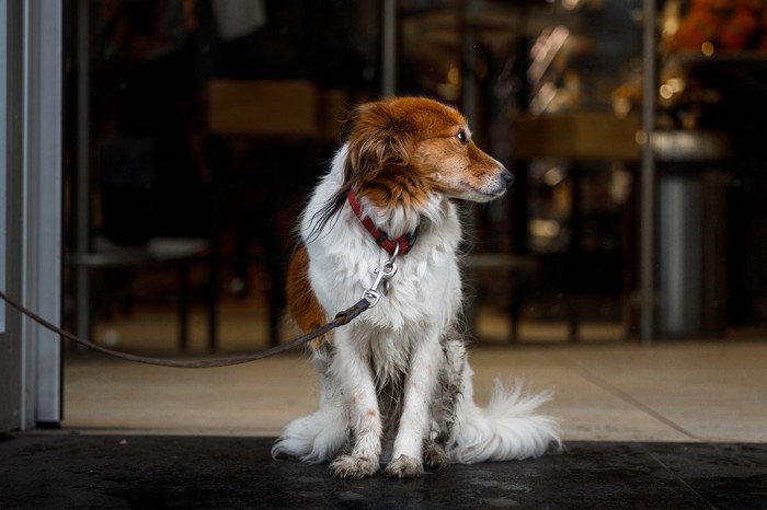 店先で飼い主を待つ犬