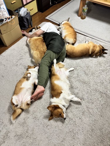 看板犬