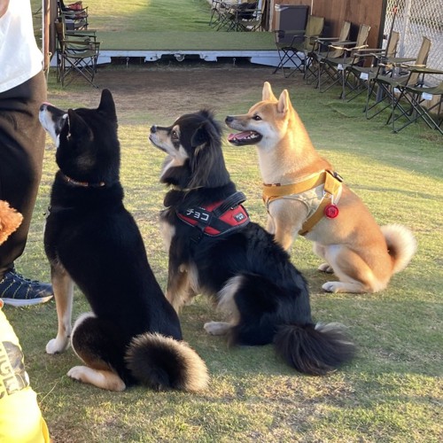 立派に成長