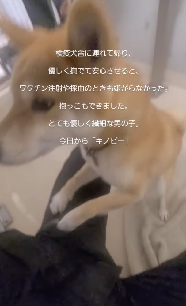 太ももに乗る柴犬