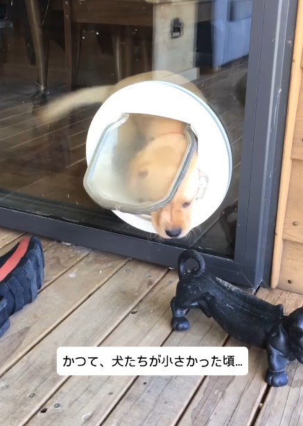 猫用ドアを使う子犬