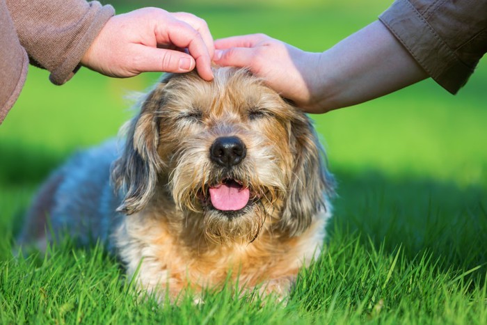 撫でる二つの手と犬