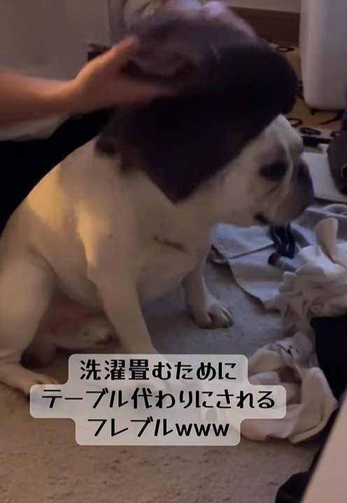 小型犬の上でタオルを畳む飼い主