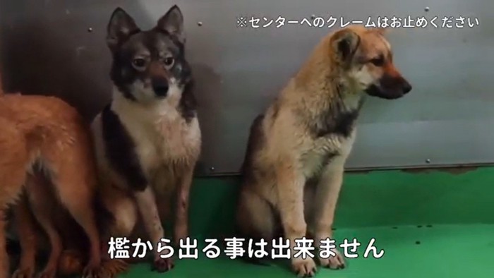 愛子ちゃんが家庭犬になるまで