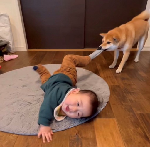 靴下を引っぱる犬