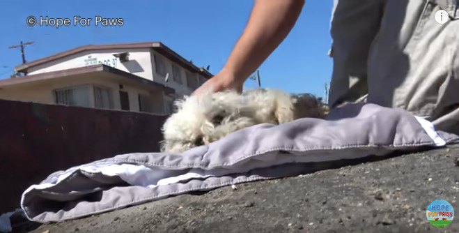 寝袋の上に寝かせた犬