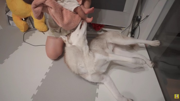 そっと足を舐めるにこちゃん