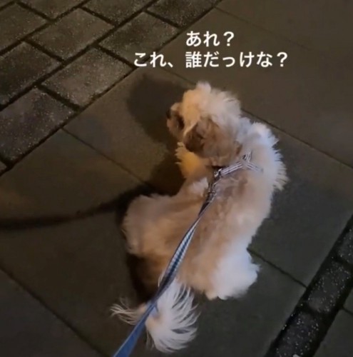 伏せをする犬
