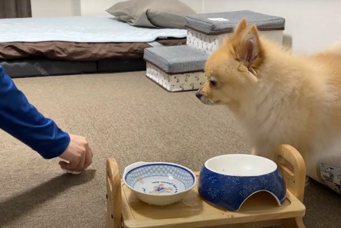 床を拭く手を見つめる犬