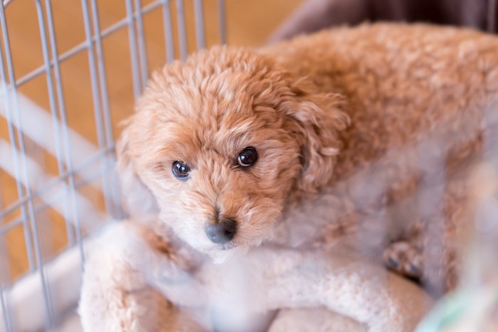 ケージの中から見つめる犬