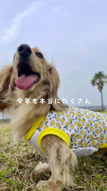 笑顔で空を見上げる犬