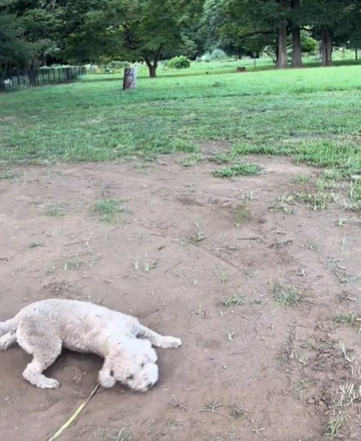 地面にこすりつける犬3